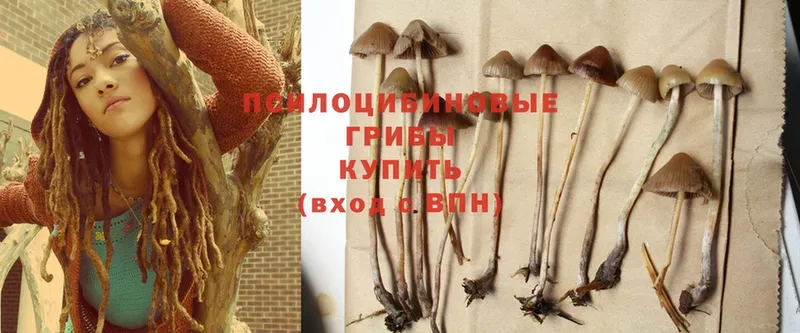 мега маркетплейс  Мурино  Псилоцибиновые грибы Psilocybe  что такое  